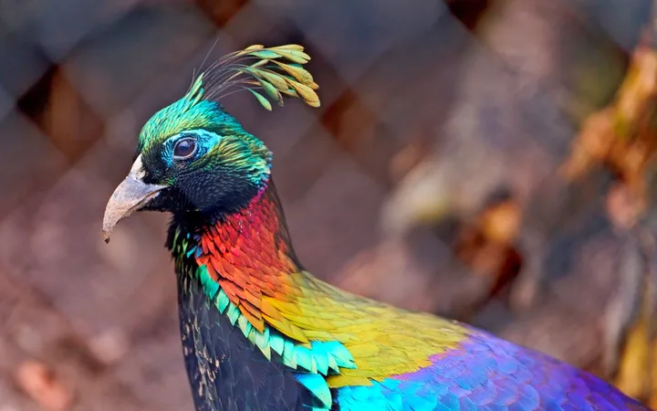 burung himalaya bhutan
