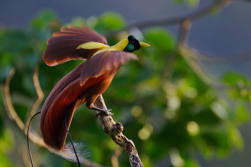 burung langka bhutan