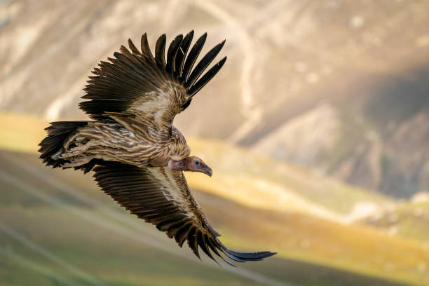 burung pemangsa Himalaya