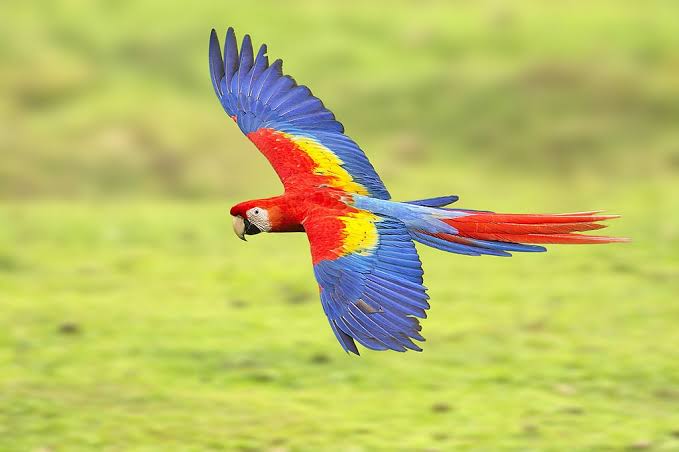 burung warna-warni Bhutan