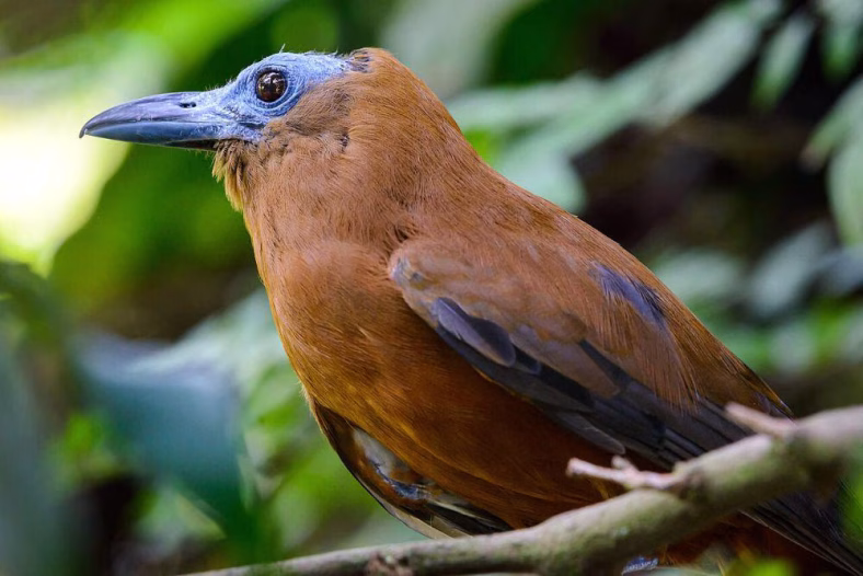 fakta unik burung Bhutan