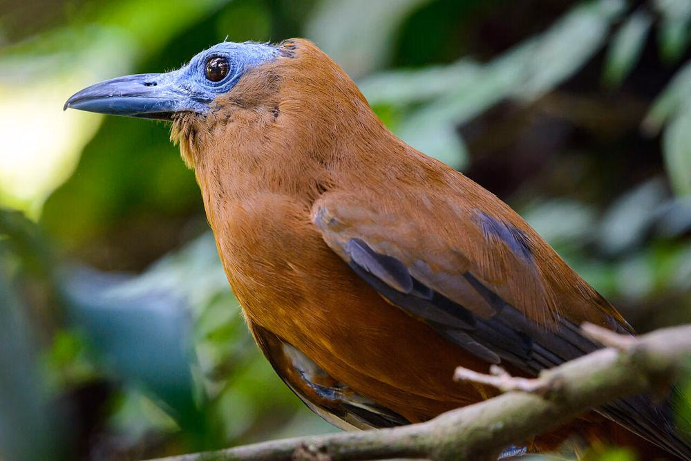 fakta unik burung Bhutan