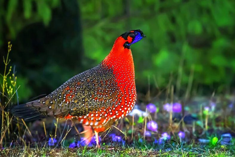 habitat burung Bhutan