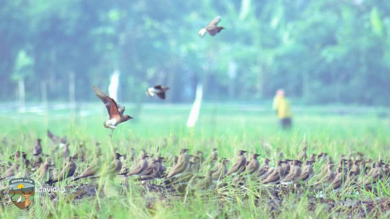 migrasi burung di Bhutan