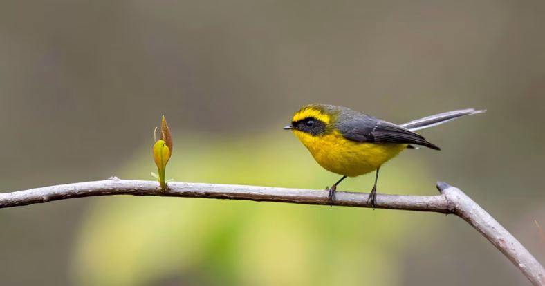panduan birdwatching Bhutan