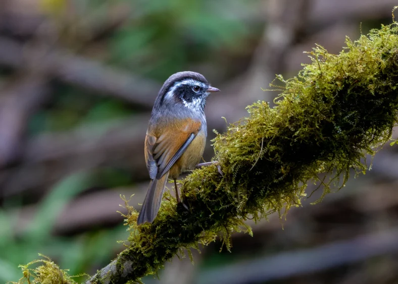 spesies burung endemik Bhutan