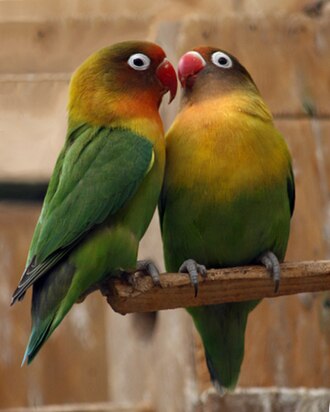 Burung Love Bird