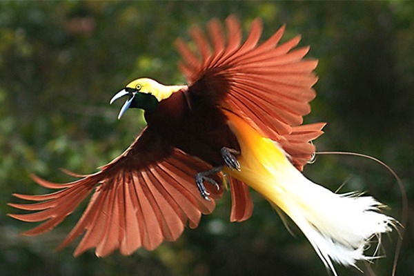 burung cendrawasih