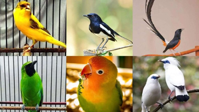 Burung Kicau Terbaik