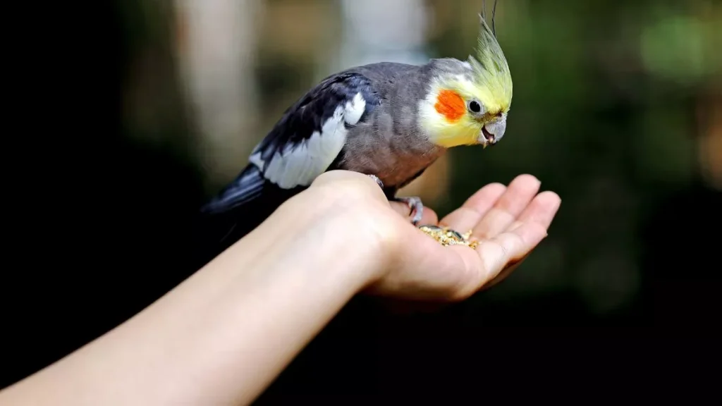 Merawat Burung