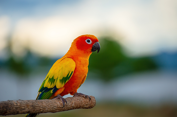 Vitamin Terbaik Untuk Burung